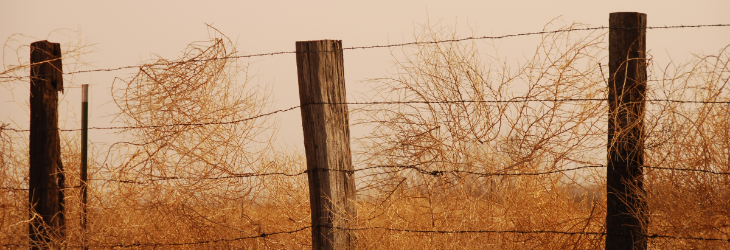 Before the Tumbleweeds Roll In